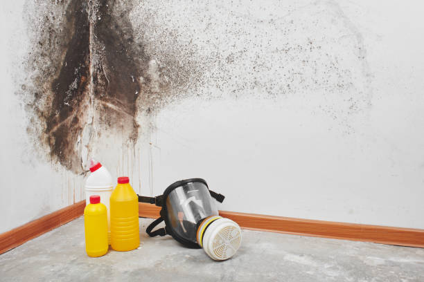 Best Local Mold Removal Service  in Wichita, KS