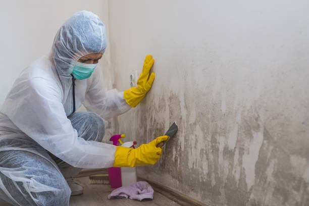 Best Emergency Mold Removal  in Wichita, KS