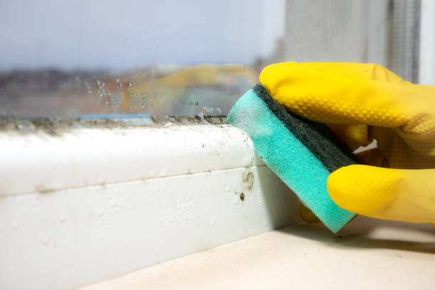 Best Residential Mold Removal  in Wichita, KS