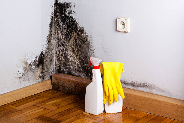 Best Certified Mold Removal  in Wichita, KS