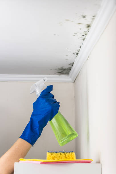 Best Attic Mold Removal  in Wichita, KS