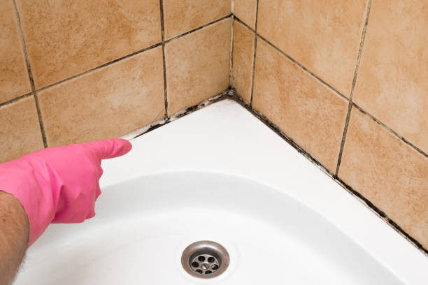 Best Local Mold Removal Service  in Wichita, KS