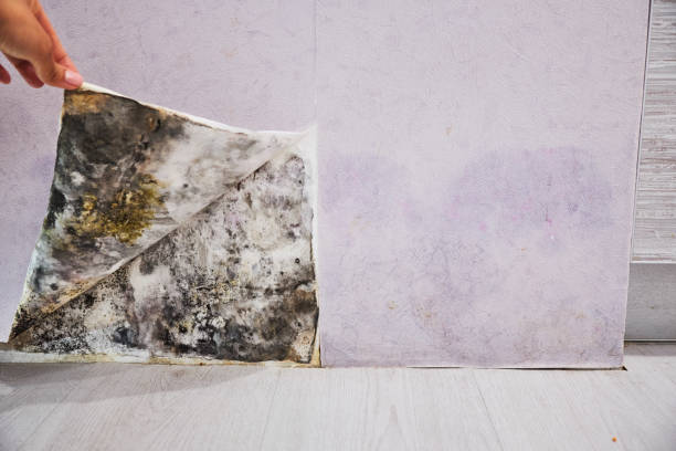 Best Water Damage Restoration  in Wichita, KS